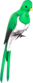 Painted Quizzical Quetzal E6E6E6.png